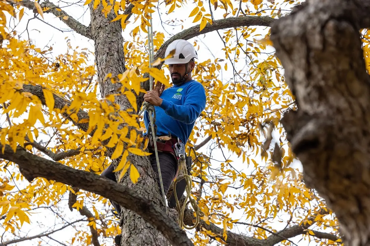 Skilled Tree Planting crew working in Manorville